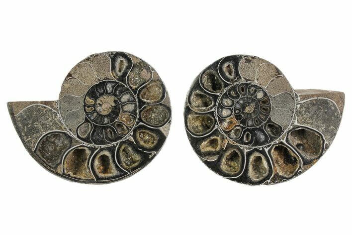 Black, Cut & Polished Ammonite - Crystal Filled #166730